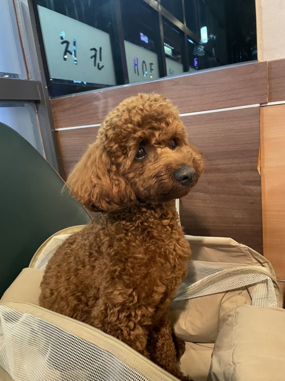 체스터후라이드치킨 이미지