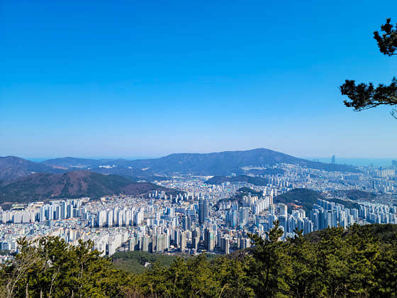 금강카 이미지