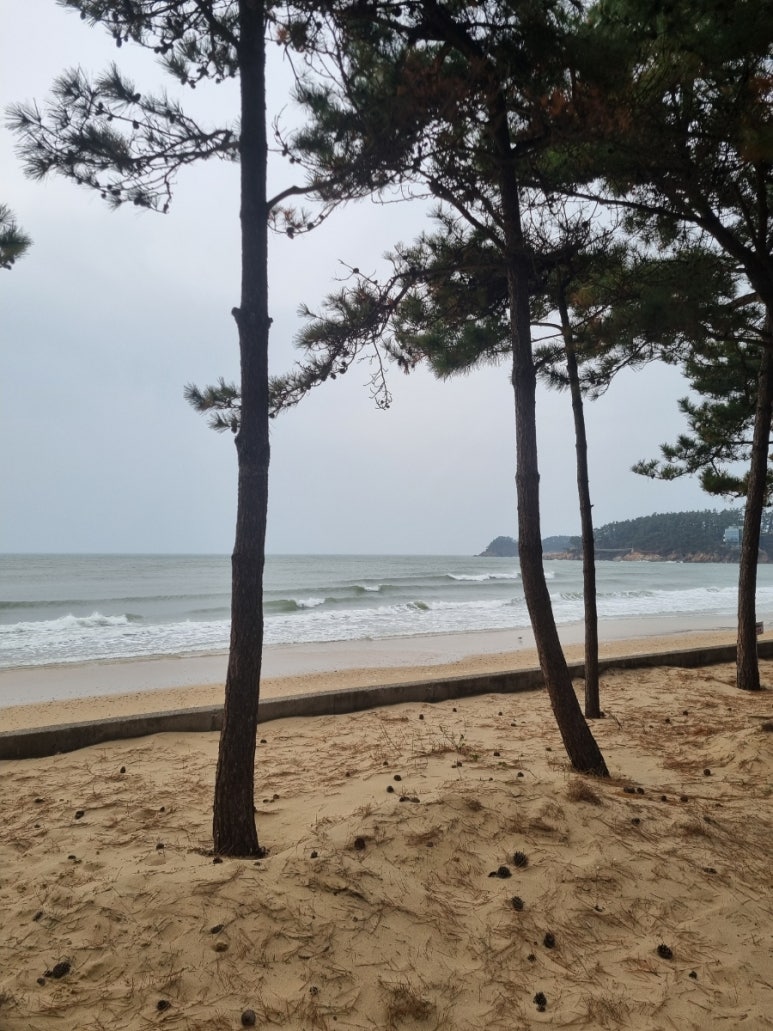 엠엘피 이미지