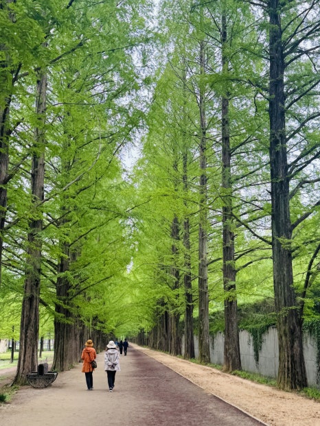 죽녹원 착한 맛집 이미지
