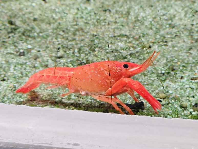 카페가재 이미지