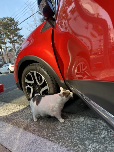 배트케이브서초손세차 이미지