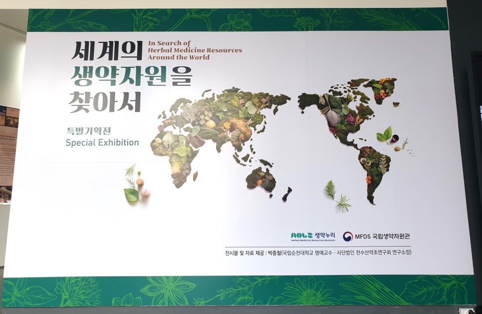 백목향 이미지