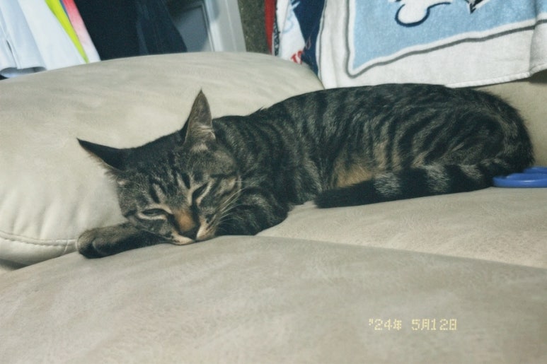 미쮸 이미지