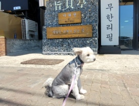 지패정 이미지