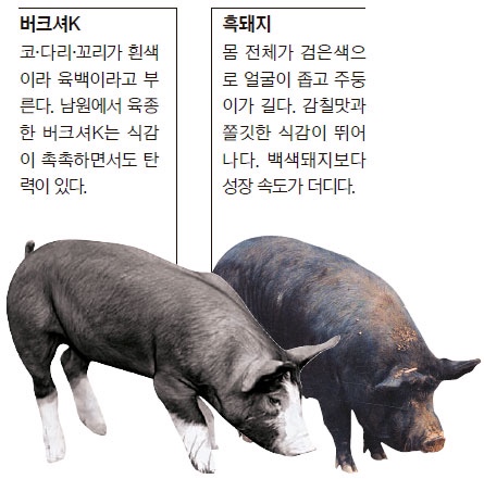 사장님돈까스 이미지
