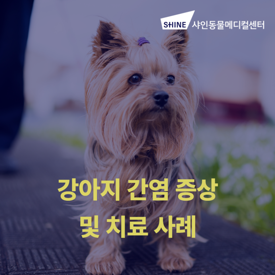 강아지 급성간염, 샤인동물병원서 정확한 진단과 치료받으세요 — 사진 1