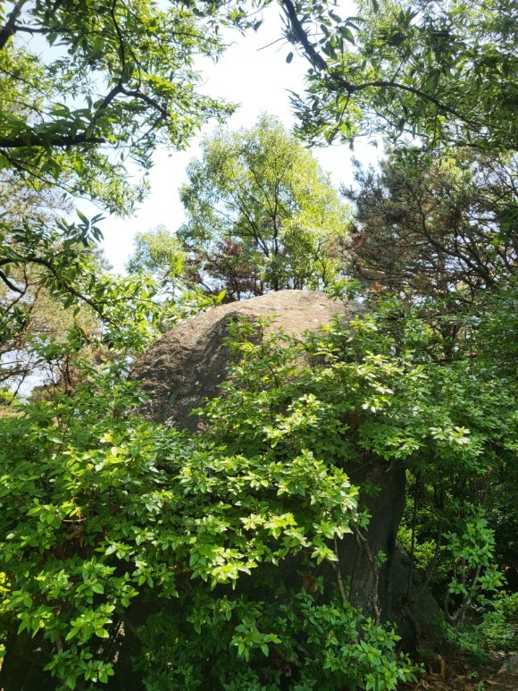 선달바우 이미지