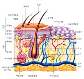 미용학개론 이미지