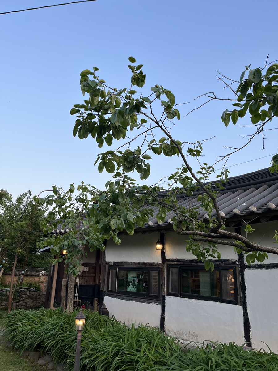 차꽃오미 이미지