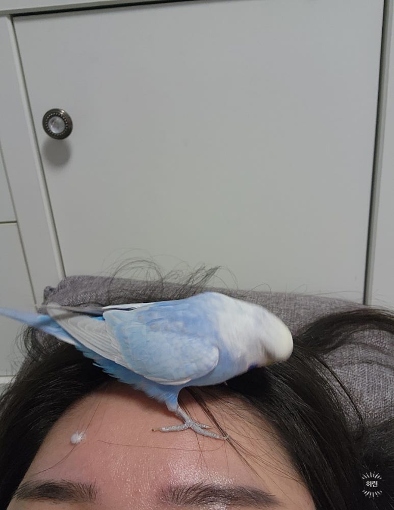 푸롱이네놀이터 이미지