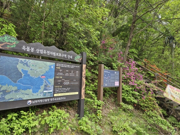 관중 군락지 이미지
