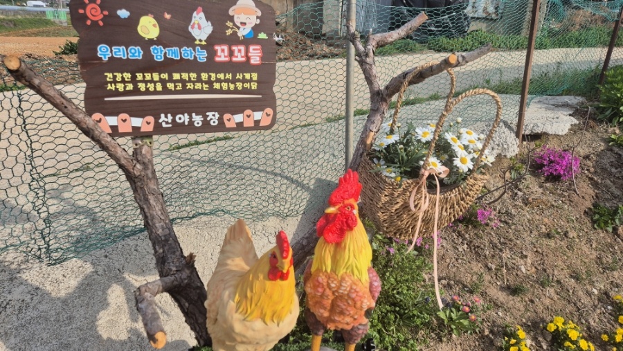 꼬꼬농장 이미지