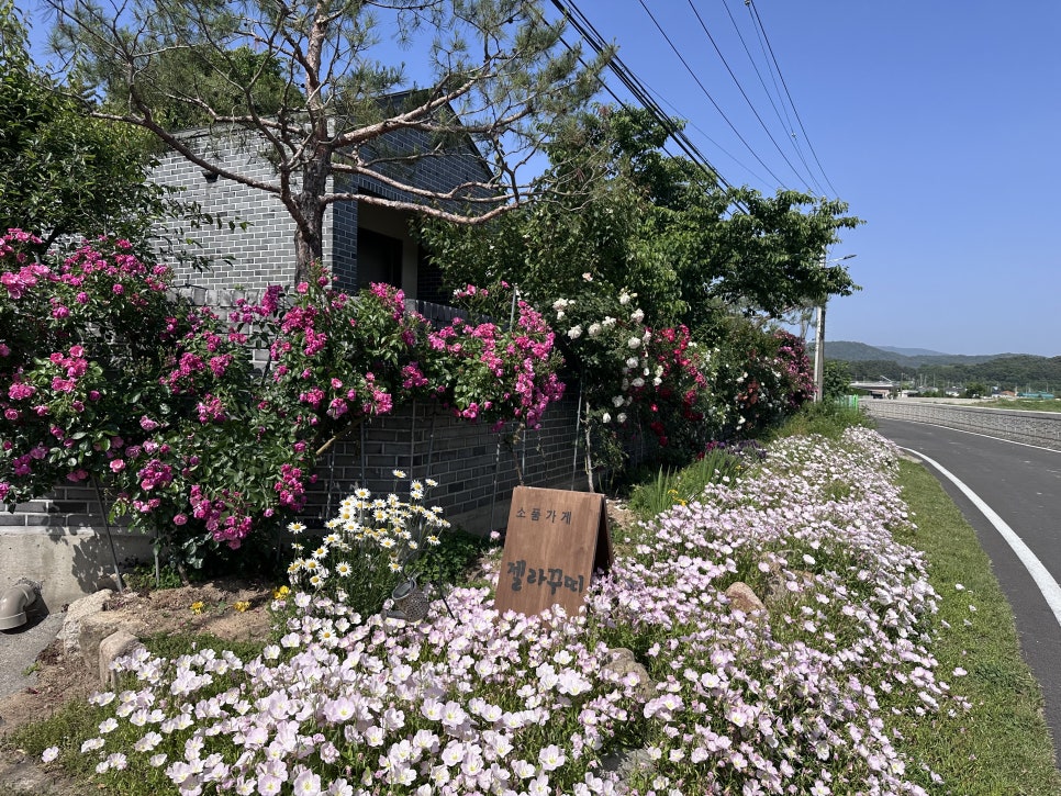 젤라꾸띠 이미지
