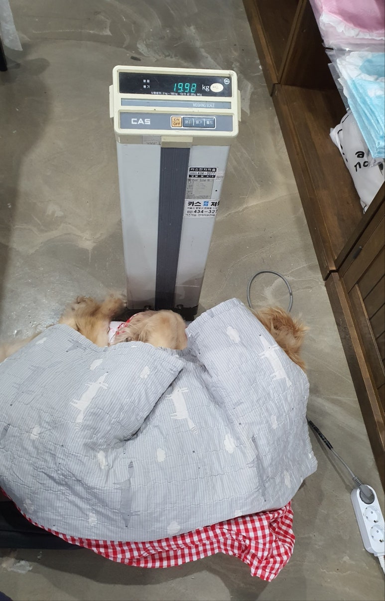 젠틀펫 이미지