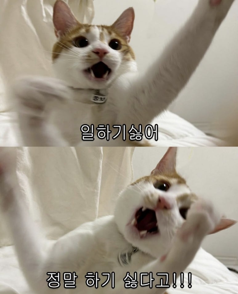 없 음 이미지