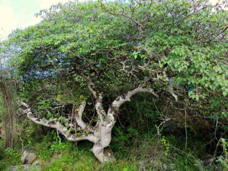 팔로인 이미지