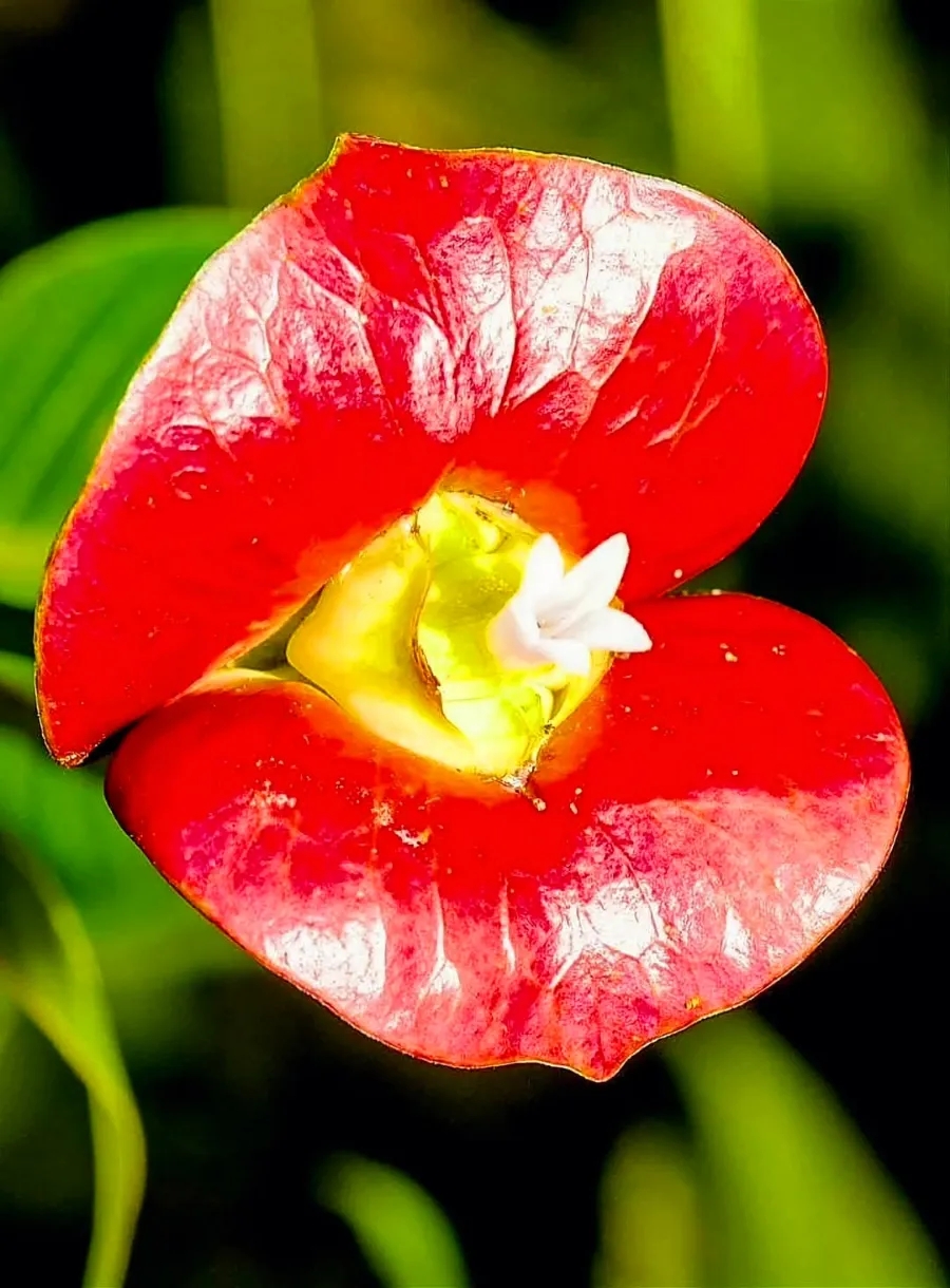 🌺💋 후커스 립스(Hot Lips, Flower Li…