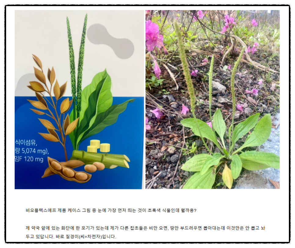 질경이수원 이미지