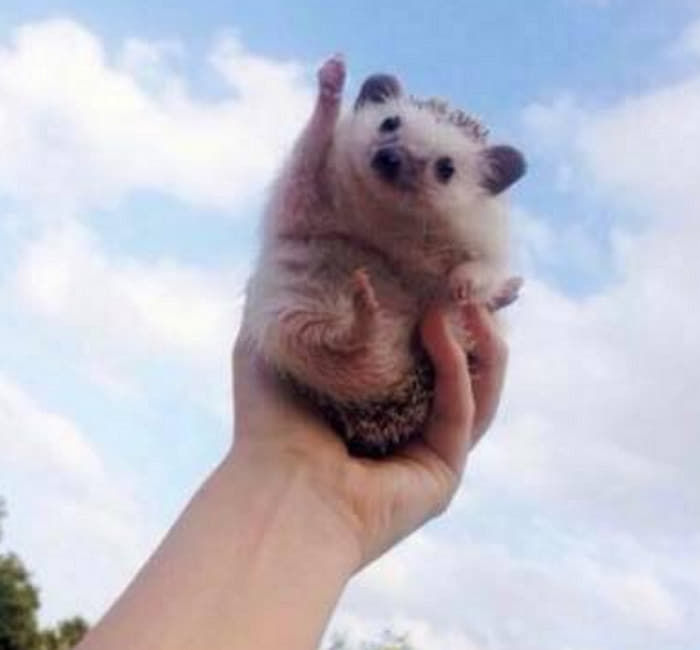 아리씨 이미지
