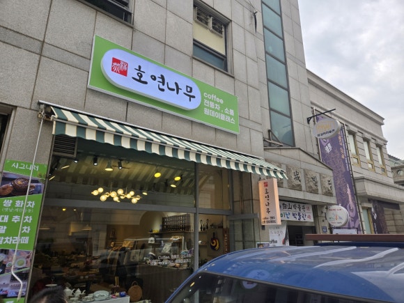 호연나무 이미지