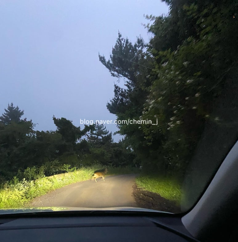 카멜스테이 이미지