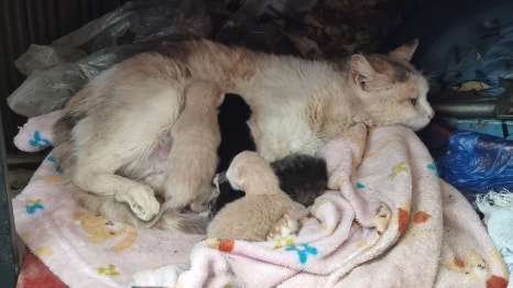 금고양이 이미지