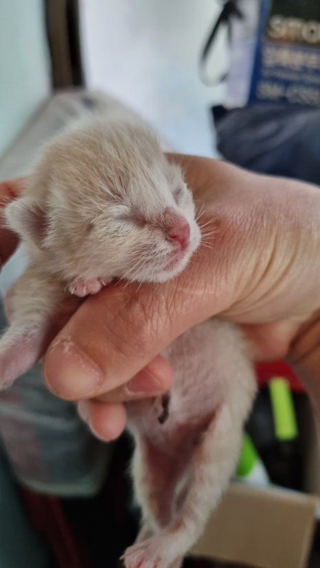 금고양이 이미지
