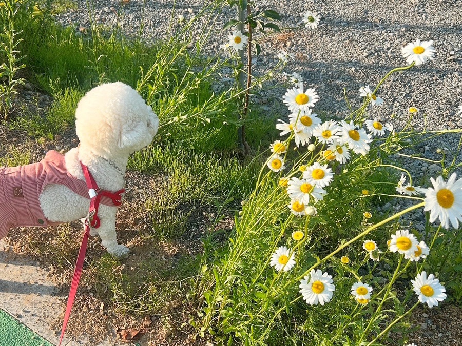 플레르드메 이미지