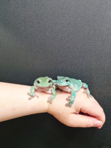 아이벅스 이미지