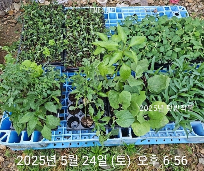 미소육묘장 이미지