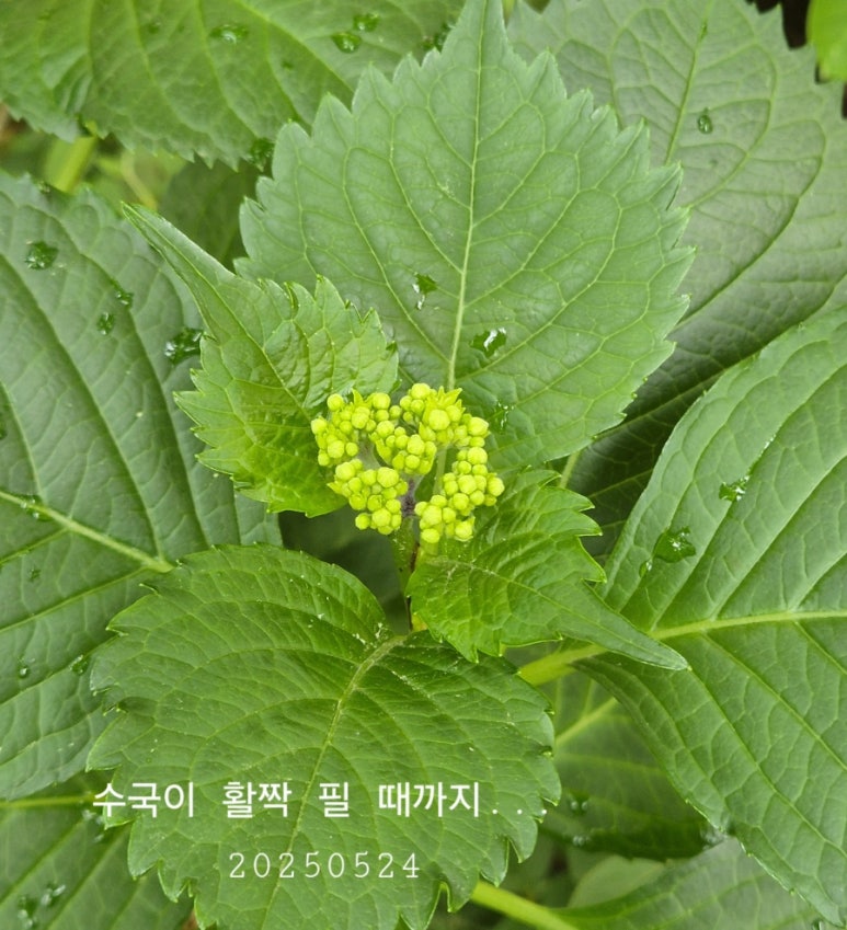 브엘라해로이 이미지