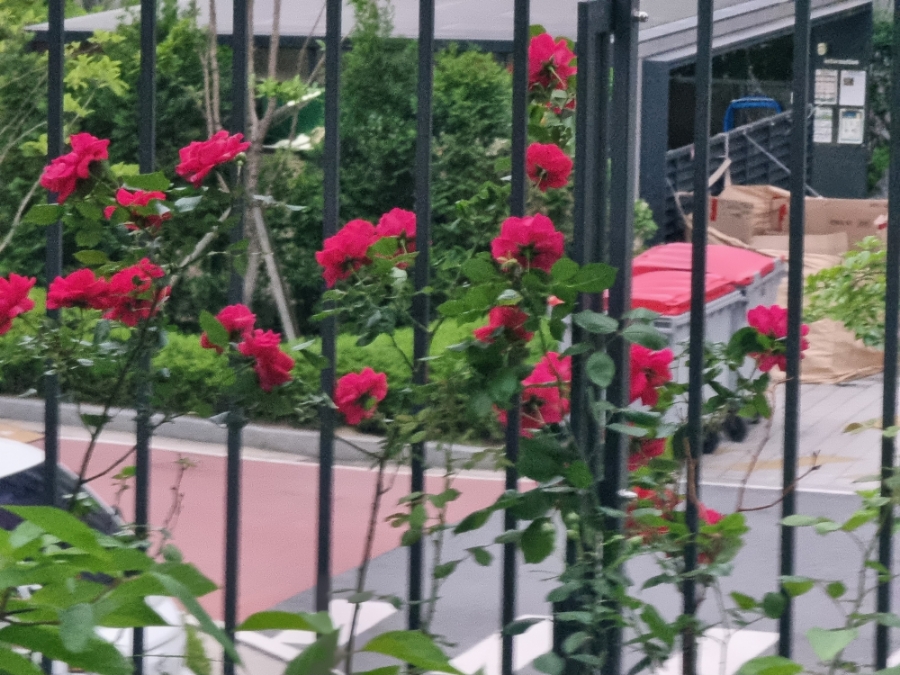 크로커다일레이디대전 이미지