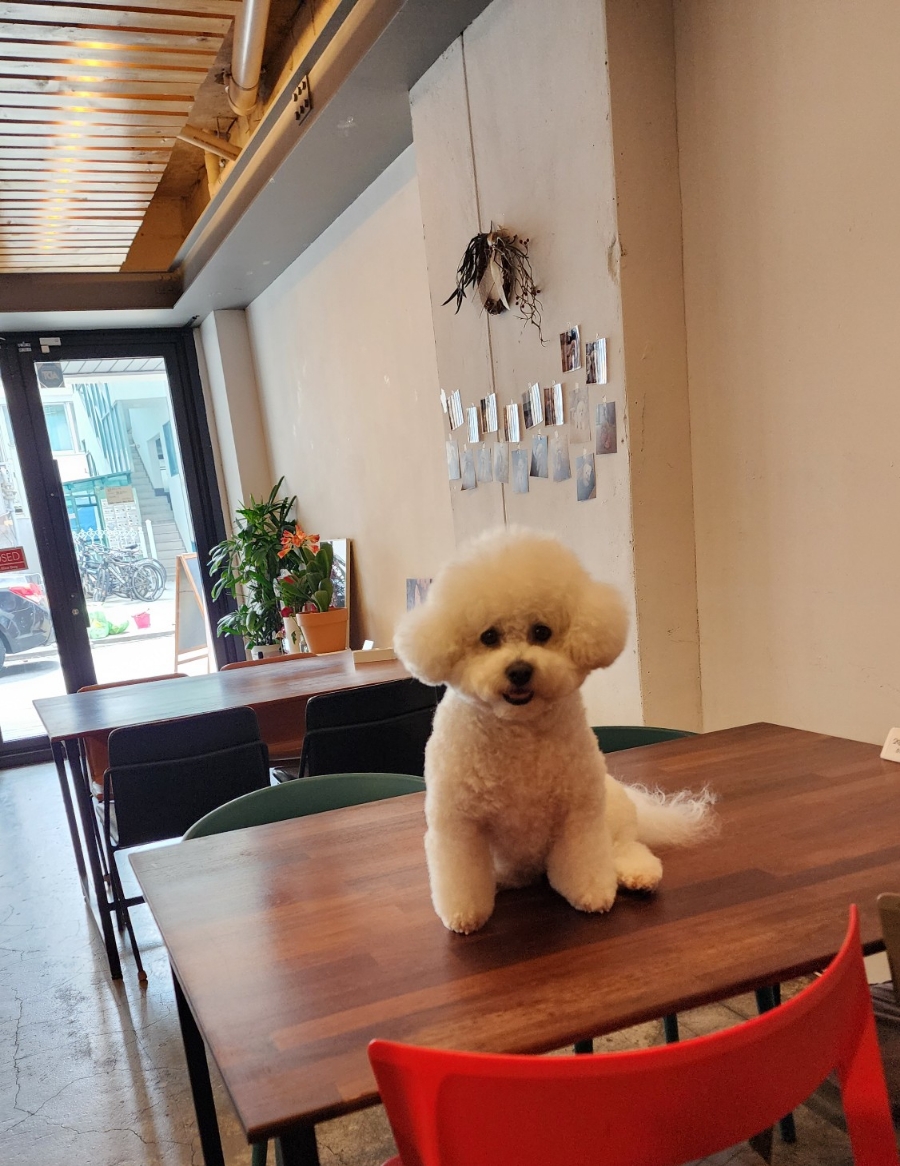 카페니치어은점 이미지