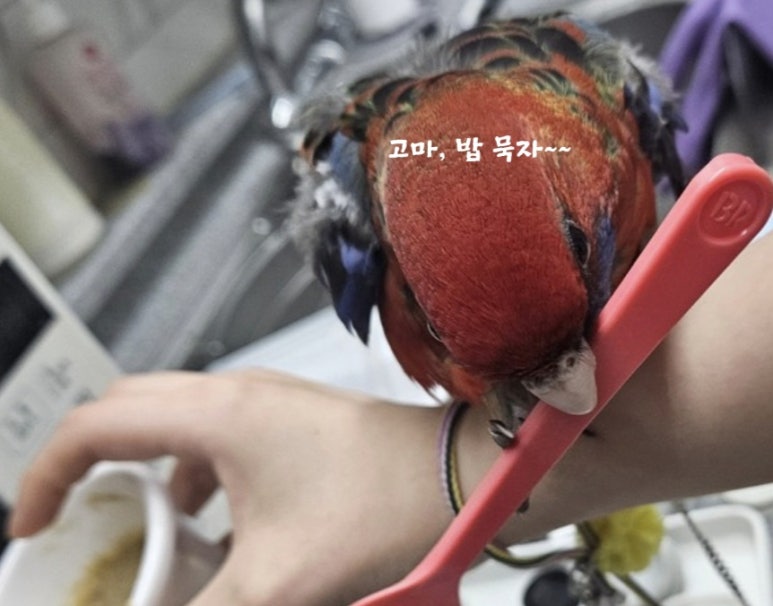 짜장왕국 이미지