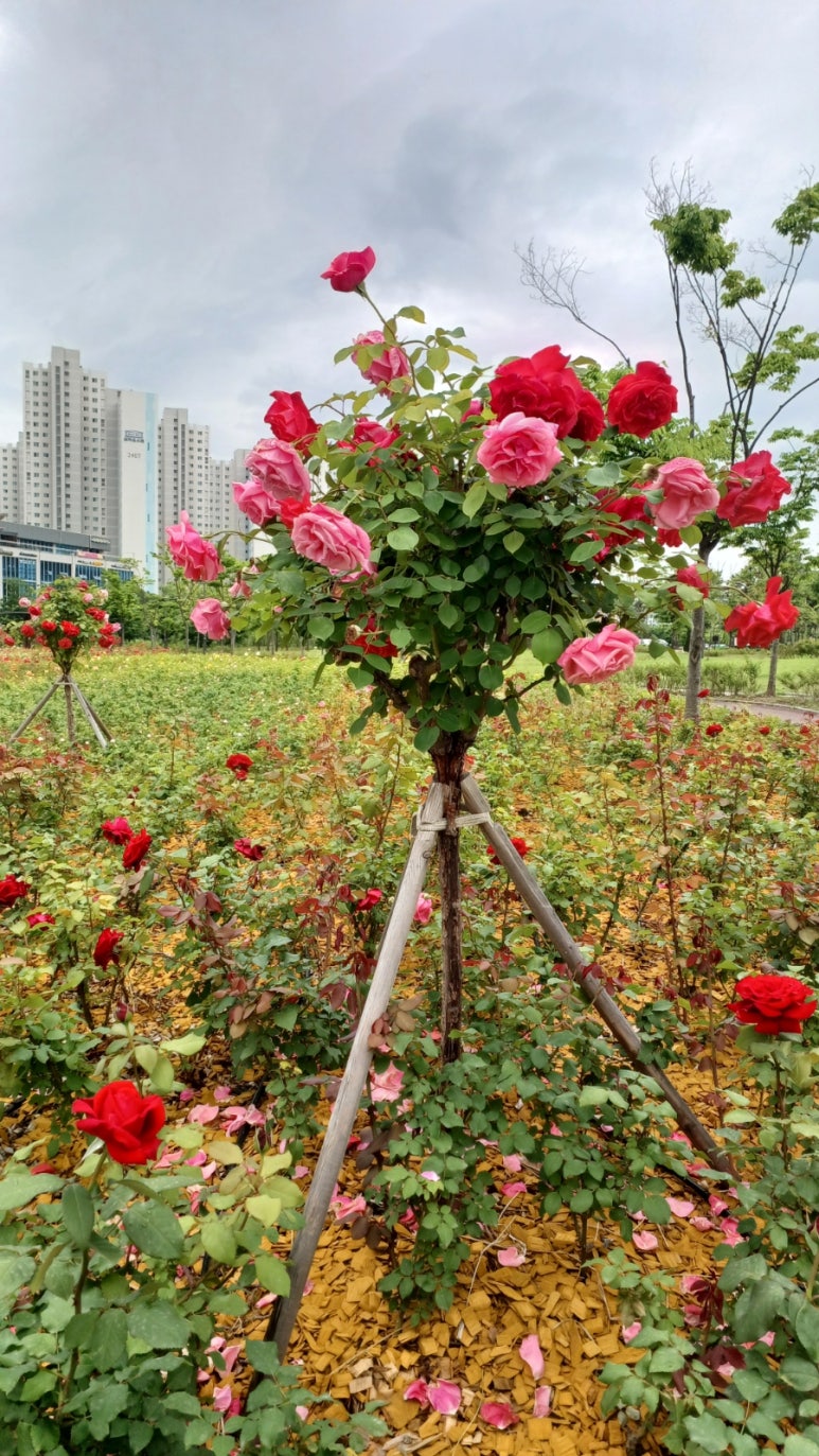 장미정원 이미지