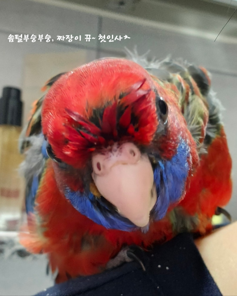 짜장왕국 이미지
