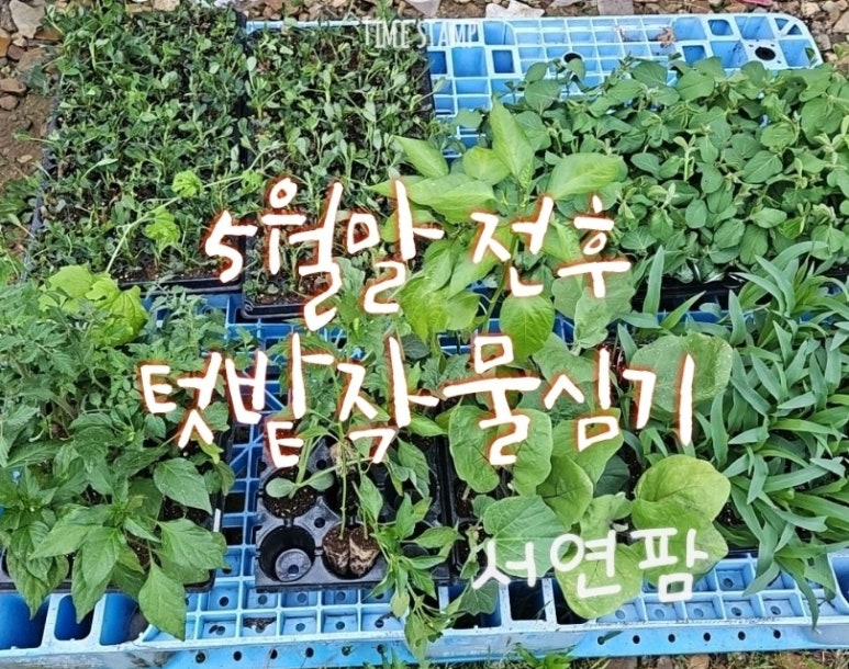 미소육묘장 이미지