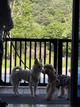 음성다방 이미지