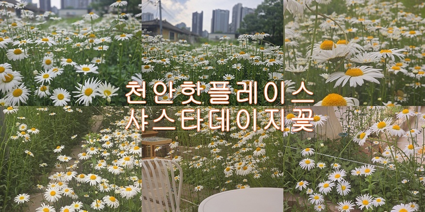 야온 이미지