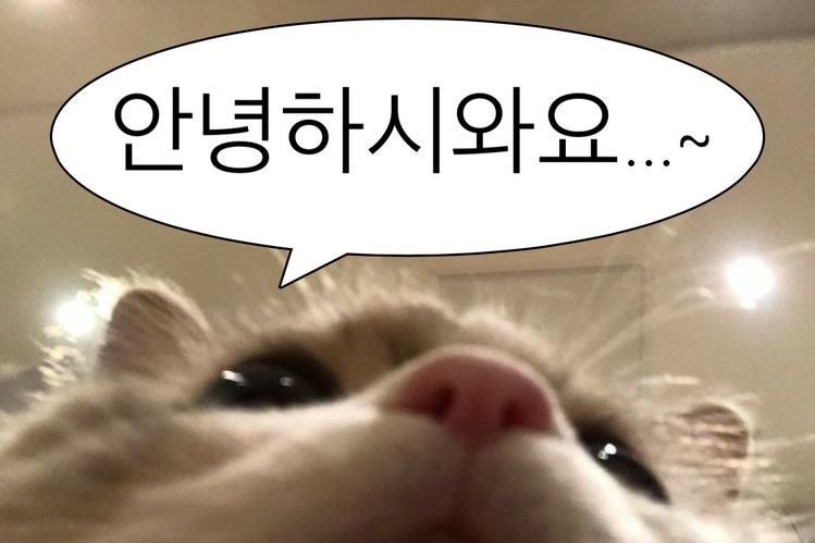 렌느 이미지