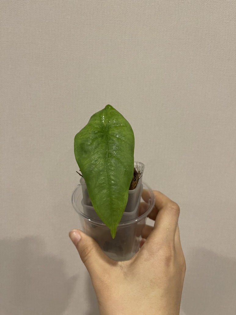 코라존 이미지