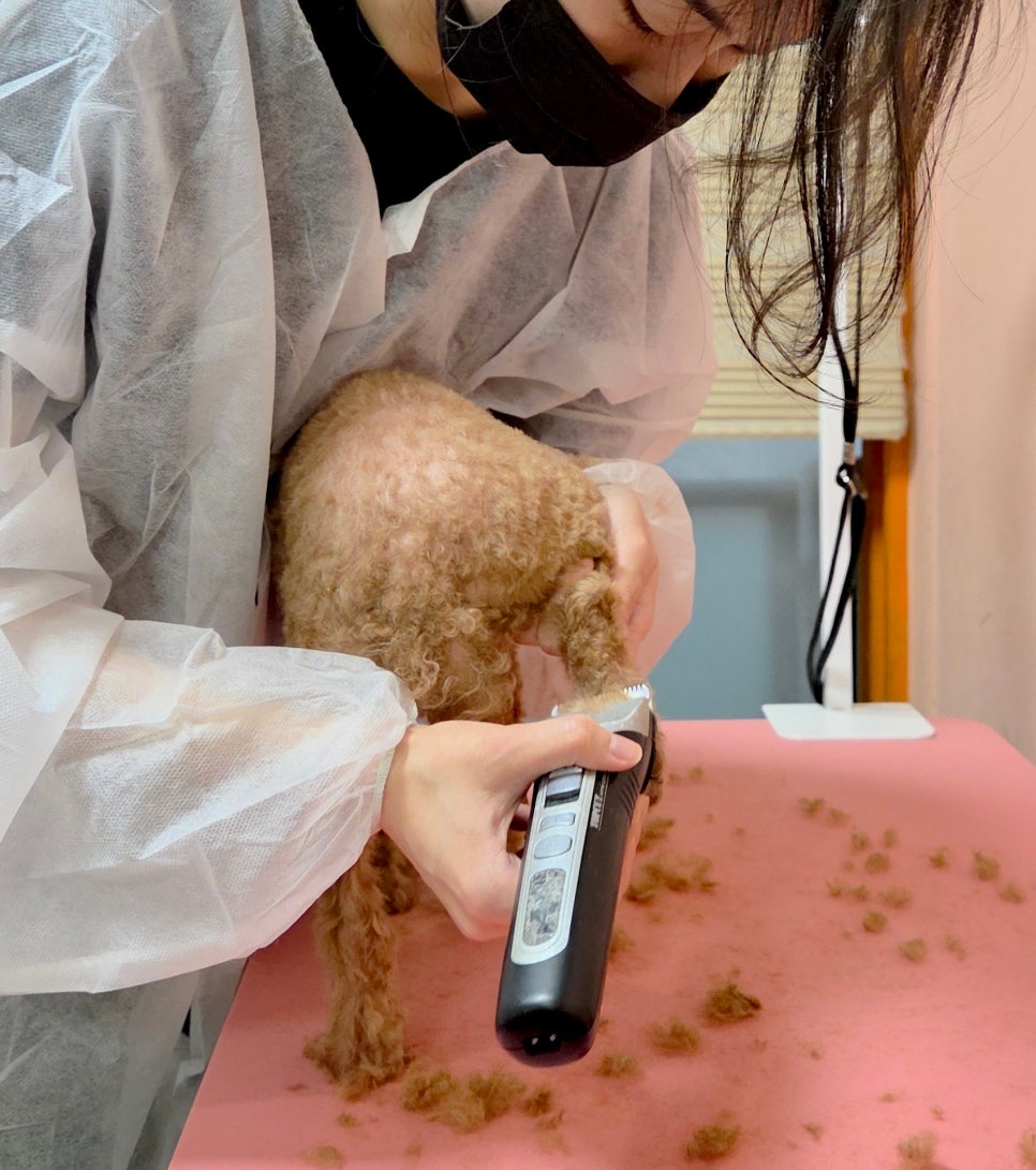 강아지 셀프 미용 원데이 클래스: 벤그루밍에서 배우는 위생 가위컷 — 사진 9