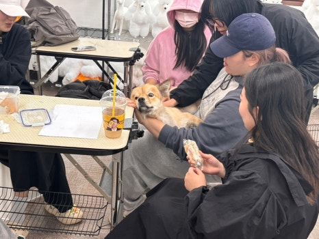 에이스애견미용학원 이미지