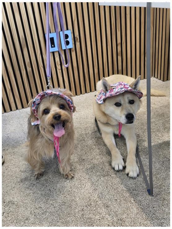 간식카페참 이미지
