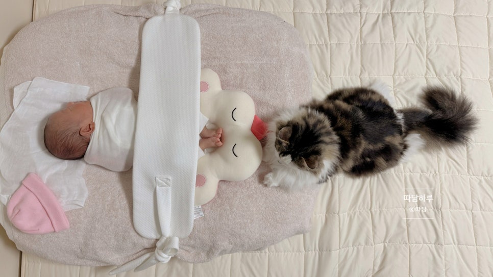 따담 이미지