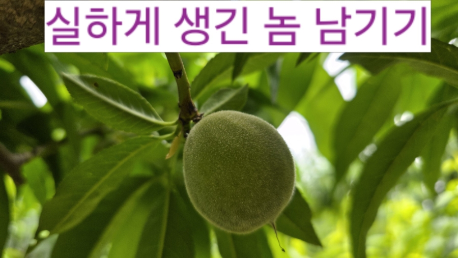 엄지인력 이미지