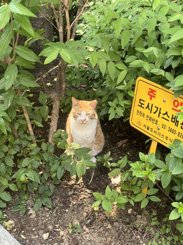 포그(pog) 이미지