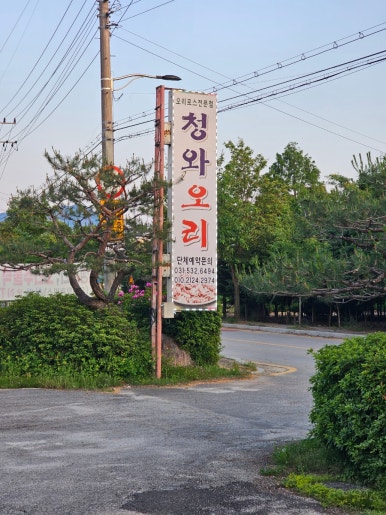 청와오리 이미지