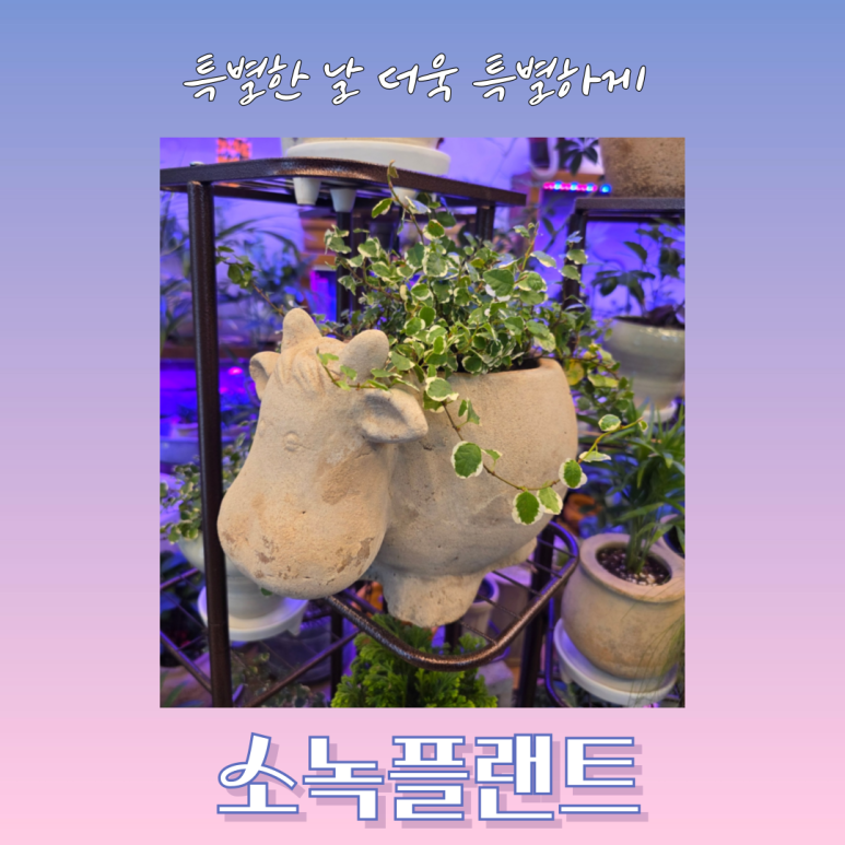 소녹플랜트 이미지